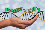 【DNA婚活】遺伝子で結婚相手を選ぶ時代！